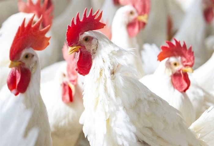 أسعار الدواجن البيضاء اليوم الأحد