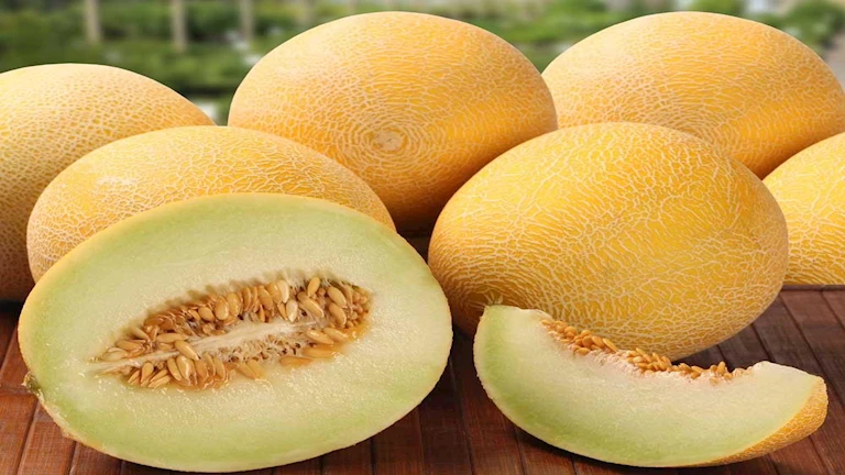 الشمام&nbsp;