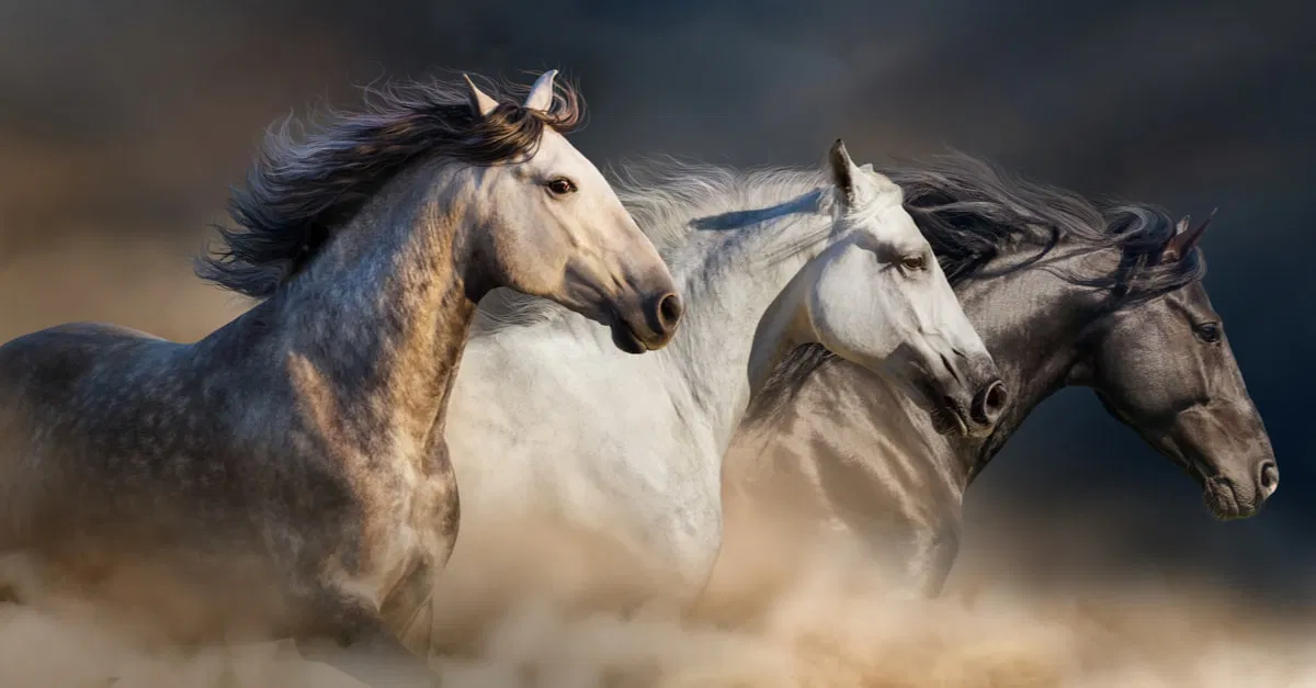 تفسير رؤية الخيل في المنام