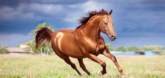 تفسير رؤية الخيل في المنام