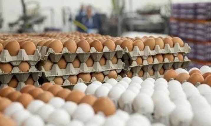 سعر الدواجن اليوم&nbsp;