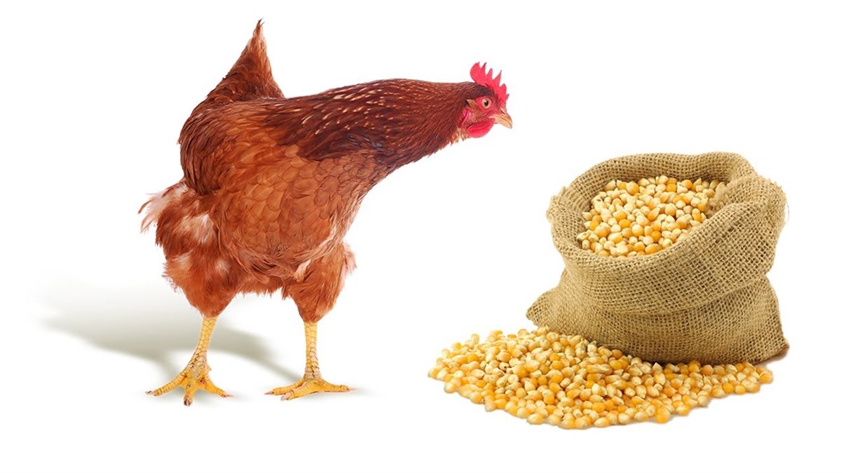 علف ودواجن