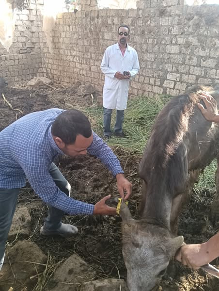 ضبط 11 طن مصنعات وهياكل ومفروم الدواجن والدهون بالجيزة