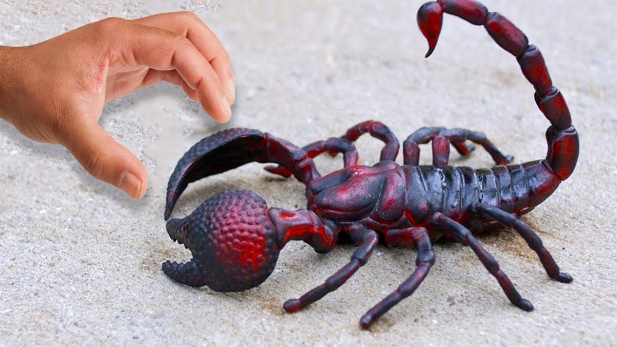 رؤية العقرب في المنام