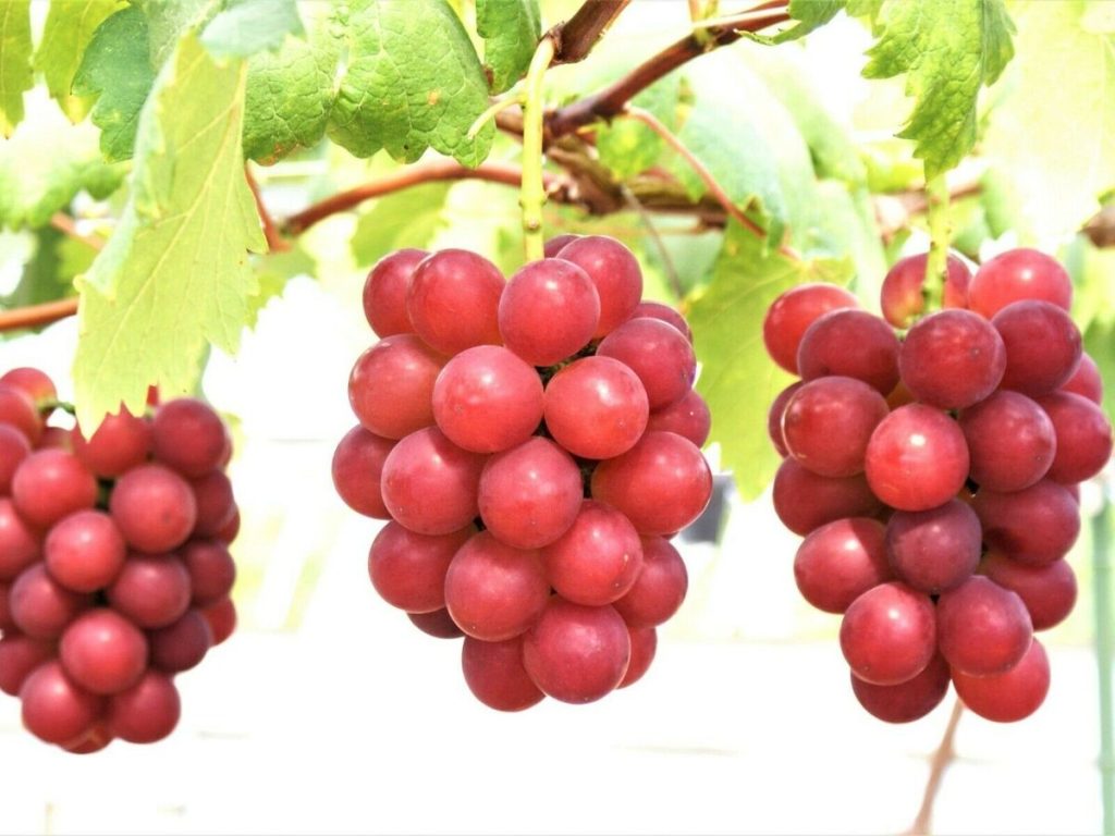 رؤية العنب&nbsp;