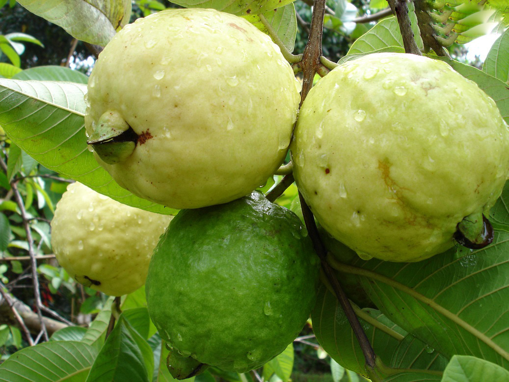 الجوافة&nbsp;