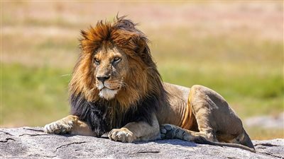 <strong>حظك اليوم برج الأسد&nbsp;</strong>
