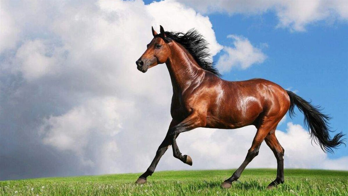تفسير رؤية الخيل في المنام&nbsp;