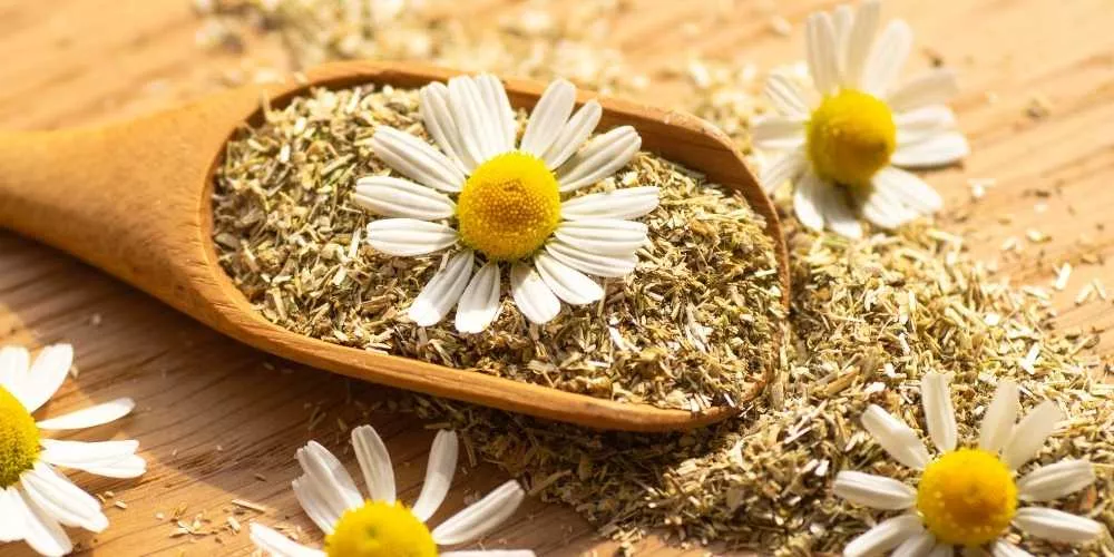 فوائد البابونج&nbsp;
