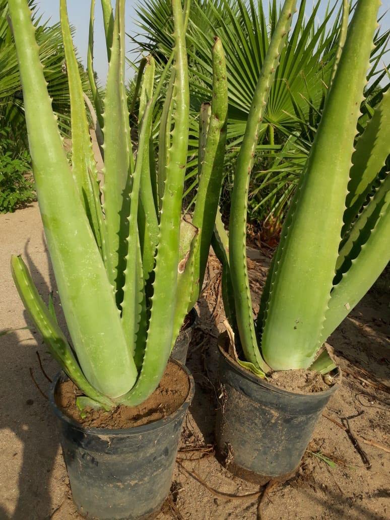 الصبار&nbsp;