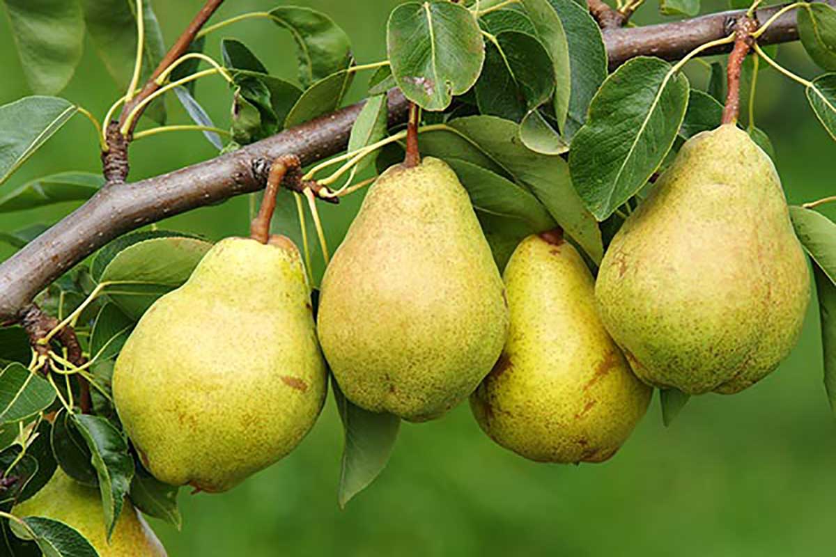 كمثرى&nbsp;