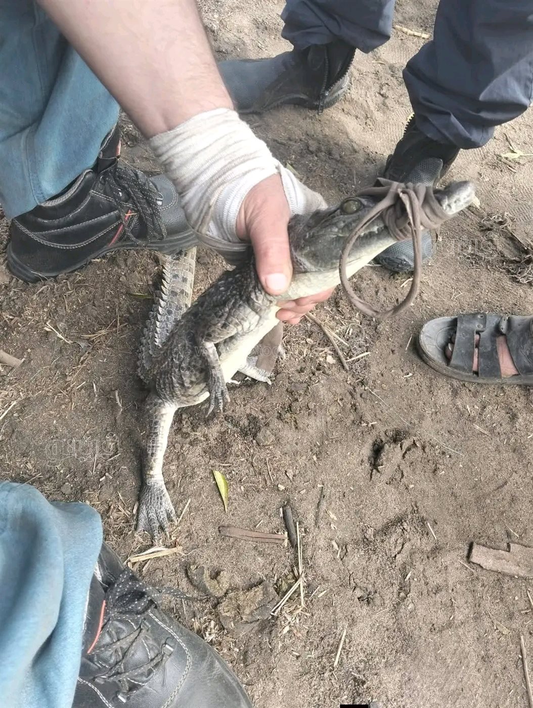تمساح قرية الزوامل