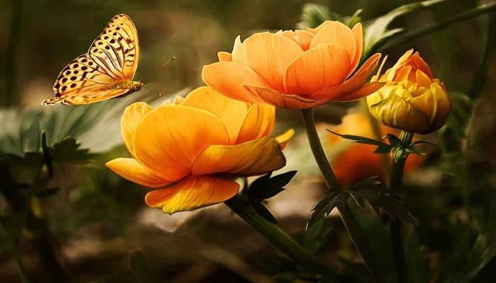 <strong>الورود البرتقالية</strong>