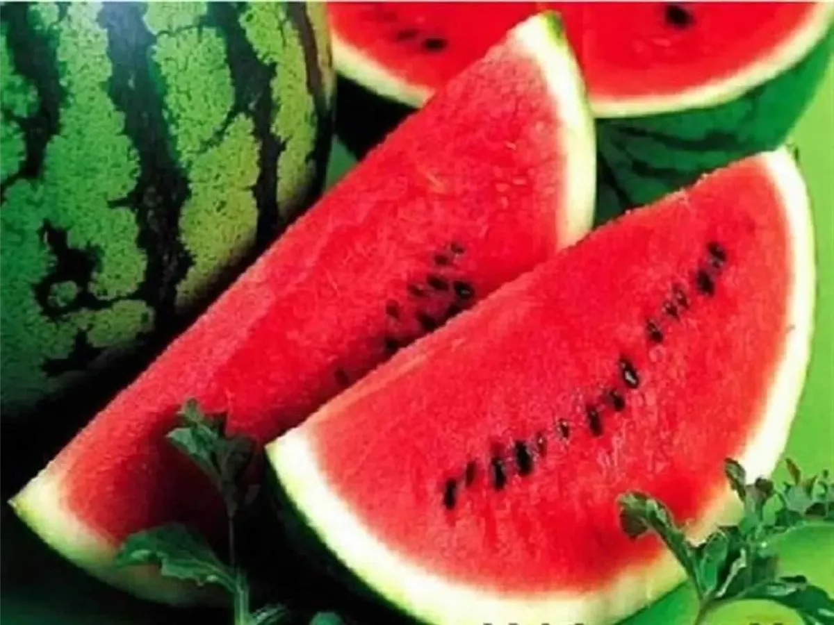 بطيخ&nbsp;