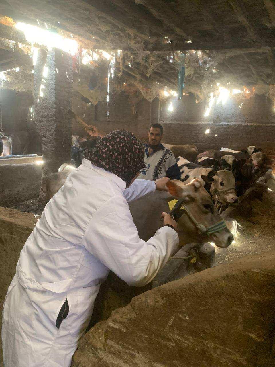 &nbsp;الجيزة تأ تنفبديذ مشروع لحماية الثروة الحيوانية