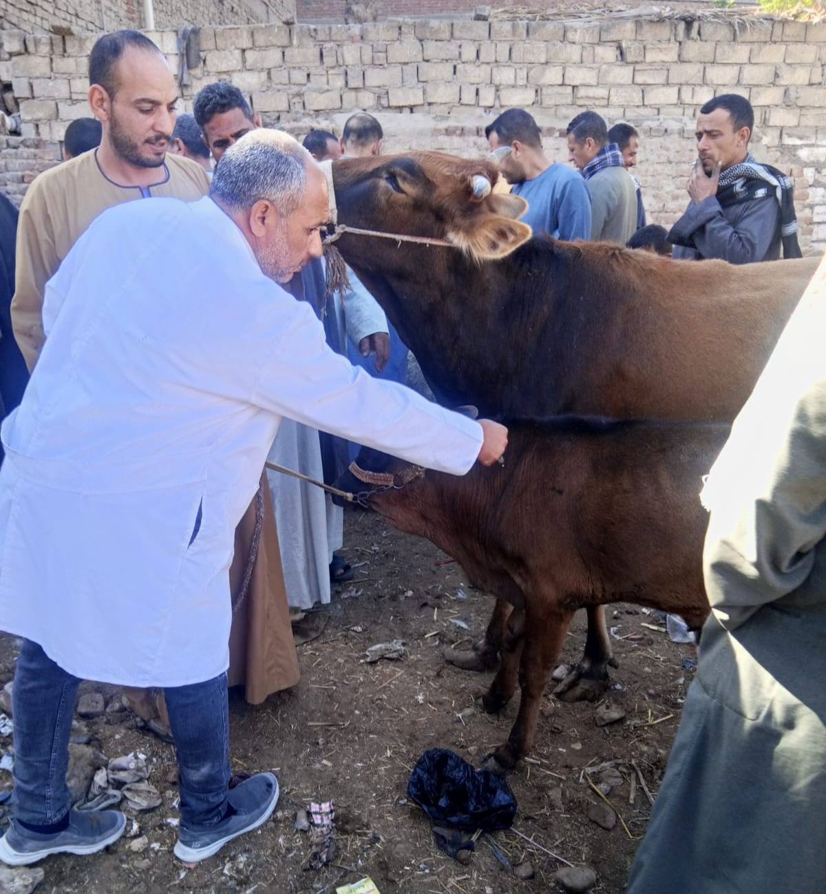 &nbsp;الجيزة تبدأ تنفيذ مشروع لحماية الثروة الحيوانية