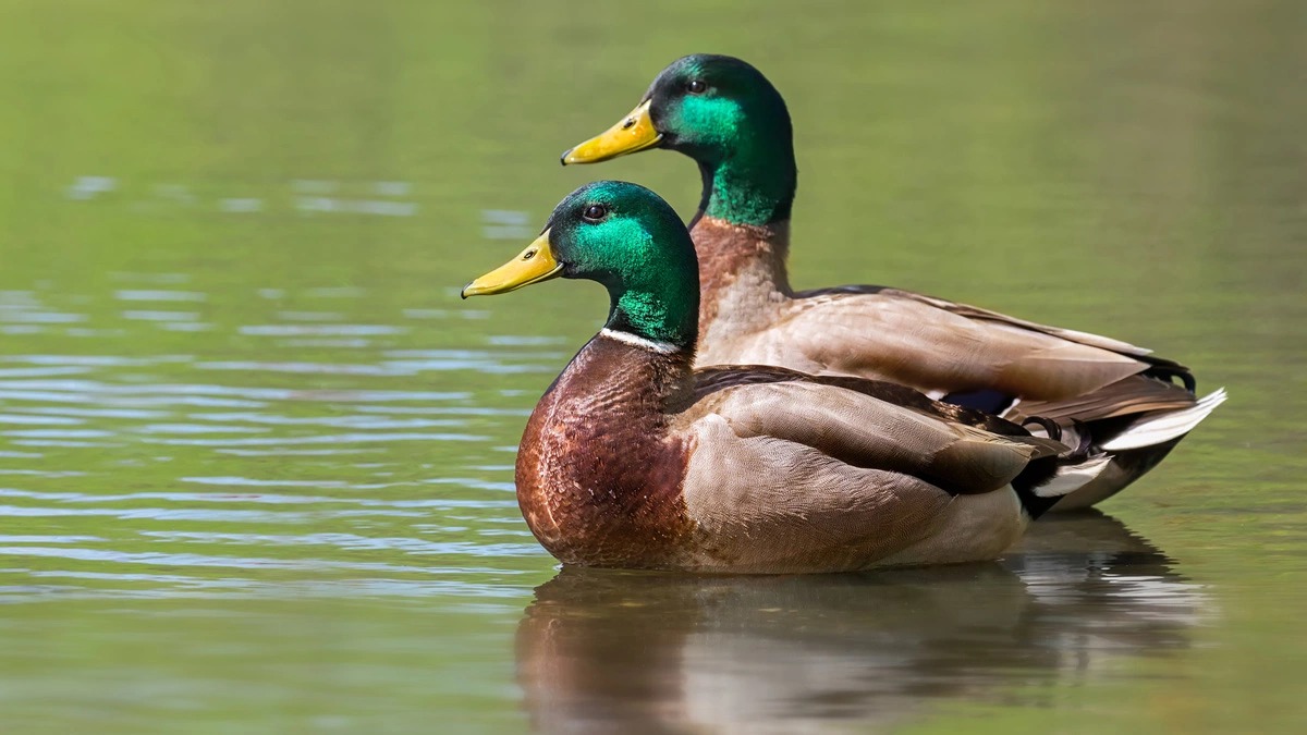 <strong>بط&nbsp;</strong>