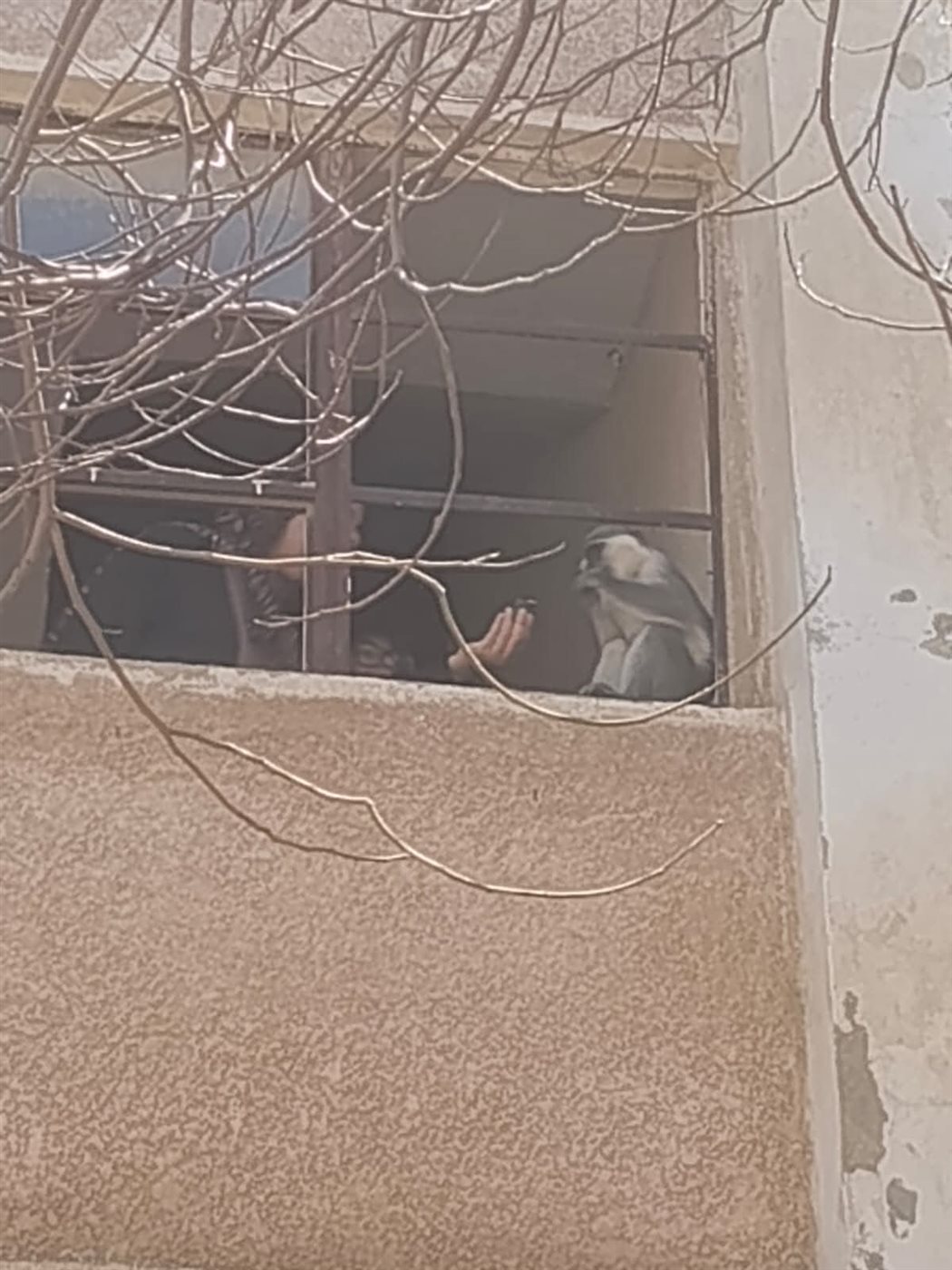 صور من تسلل القرد البيوت والأشجار&nbsp;