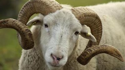 هل يجوز للمضحي أن يعطي الجزار شيئًا من الأضحية على سبيل الأجر؟