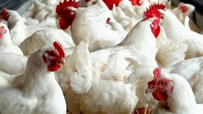 الأضحية بالطيور والدجاج