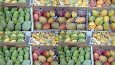 تعرف على أسعار المانجو اليوم السبت 22-7-2023 بالأسواق