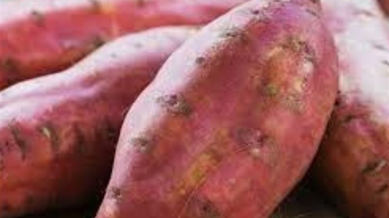 البطاطا