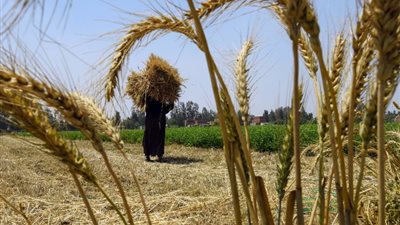 الحكومة تكشف حقيقة الإفراج عن شحنات قمح فاسدة
