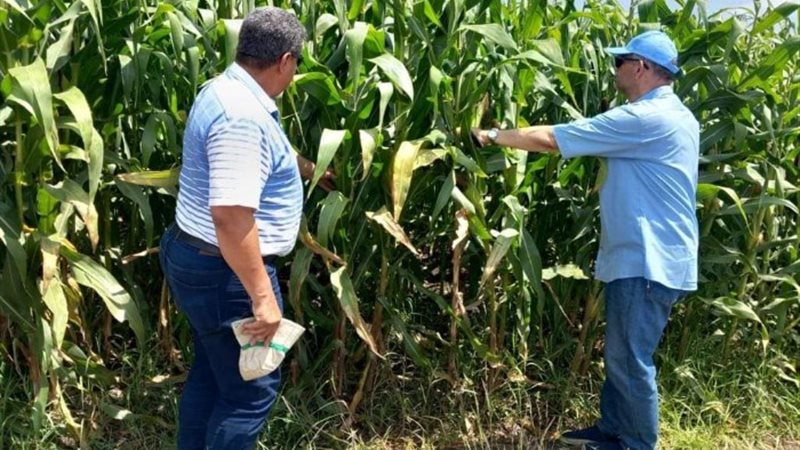 حقول إكثار التقاوى في البحيرة