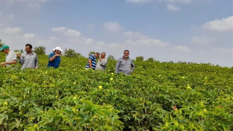مزارع القطن