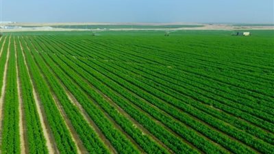 مشروع مستقبل مصر في الزراعة والغذاء يحقق حلم الاكتفاء الذاتي