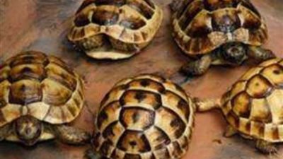 ضبط 3 أشخاص بميناء القاهرة بحوزتهم سلاحف محظور الاتجار بها