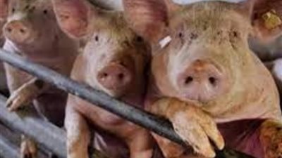 بعد قرار إيطاليا إعدام 34 ألفا.. حقائق لا تعرفها عن حمى الخنزير الإفريقية