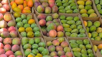 أسعار المانجو بالأسواق المحلية اليوم الجمعة 22-9-2023