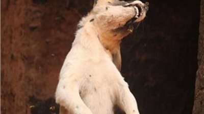 «عض الغنم فشنقه».. الداخلية تضبط شابا أعدم كلبا بشبين الكوم