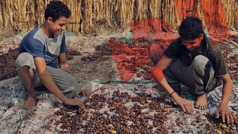 موسم حصاد البلح