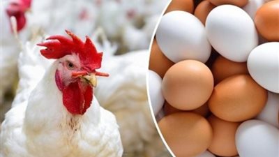 تراجع جديد.. أسعار الدواجن اليوم السبت 7-10-2023 في الأسواق