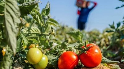 30 جنيها، توقعات بارتفاع سعر كيلو الطماطم فى الأسواق لمدة 4 أشهر