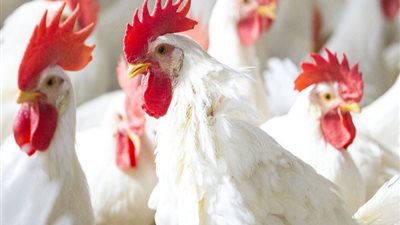 أسعار الدواجن تواصل انخفاضها بالأسواق اليوم السبت 13 يوليو