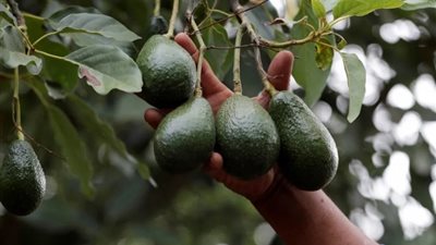 أزمة دولية مكلفة بين أمريكا والمكسيك بسبب فاكهة الأفوكادو