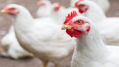 أسعار الدواجن تواصل انخفاضها بالأسواق اليوم الثلاثاء 16 يوليو