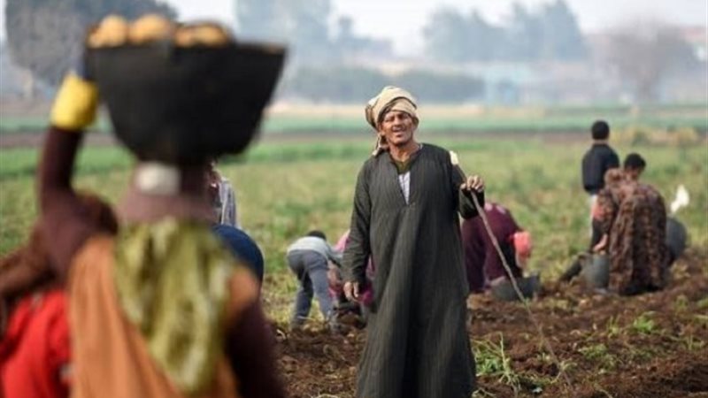الفلاح والمزارع المصري