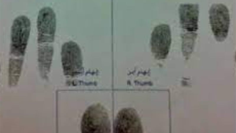 فيش وتشبيه
