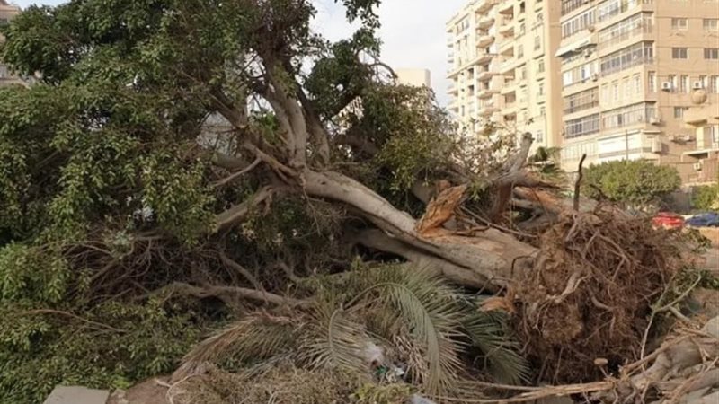 قطع الأشجار - أرشيفية