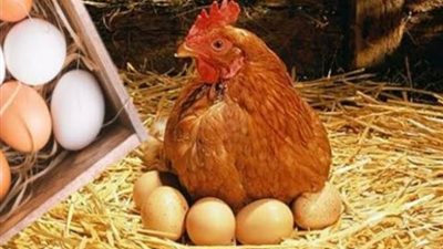 تراجع أسعار الدواجن البلدي واستقرار كرتونة البيض اليوم السبت
