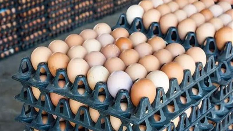 «الزراعة» تطرح كميات من بيض المائدة بأسعار مخفضة
