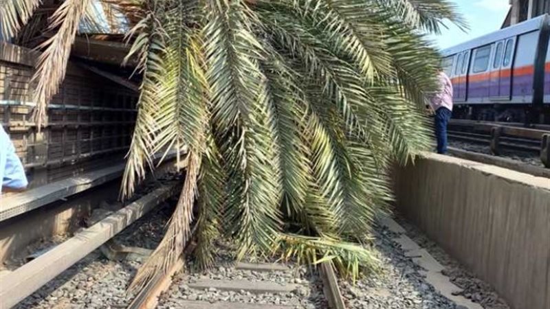 سقوط نخلة على طفلين