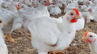 أسعار الفراخ فى بورصة الدواجن اليوم السبت 27 يوليو