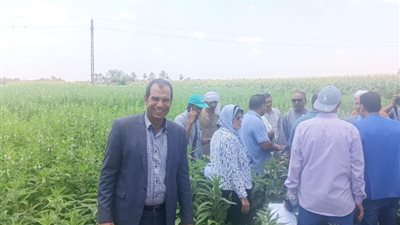 الزراعة: البحوث تتابع الحقول الإرشادية والمحاصيل الصيفية بالفيوم