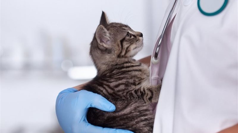 تنسيق كليات الطب البيطري 2024 بالجامعات الحكومية