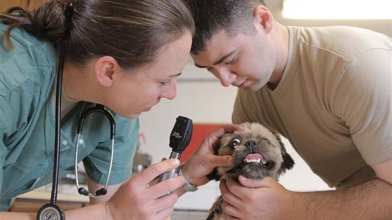 تنسيق كليات الطب البيطري 2024 بالجامعات الخاصة